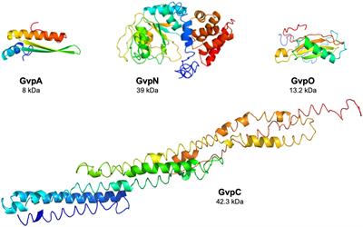 Interaction of the gas vesicle proteins GvpA, GvpC, GvpN, and GvpO of Halobacterium salinarum